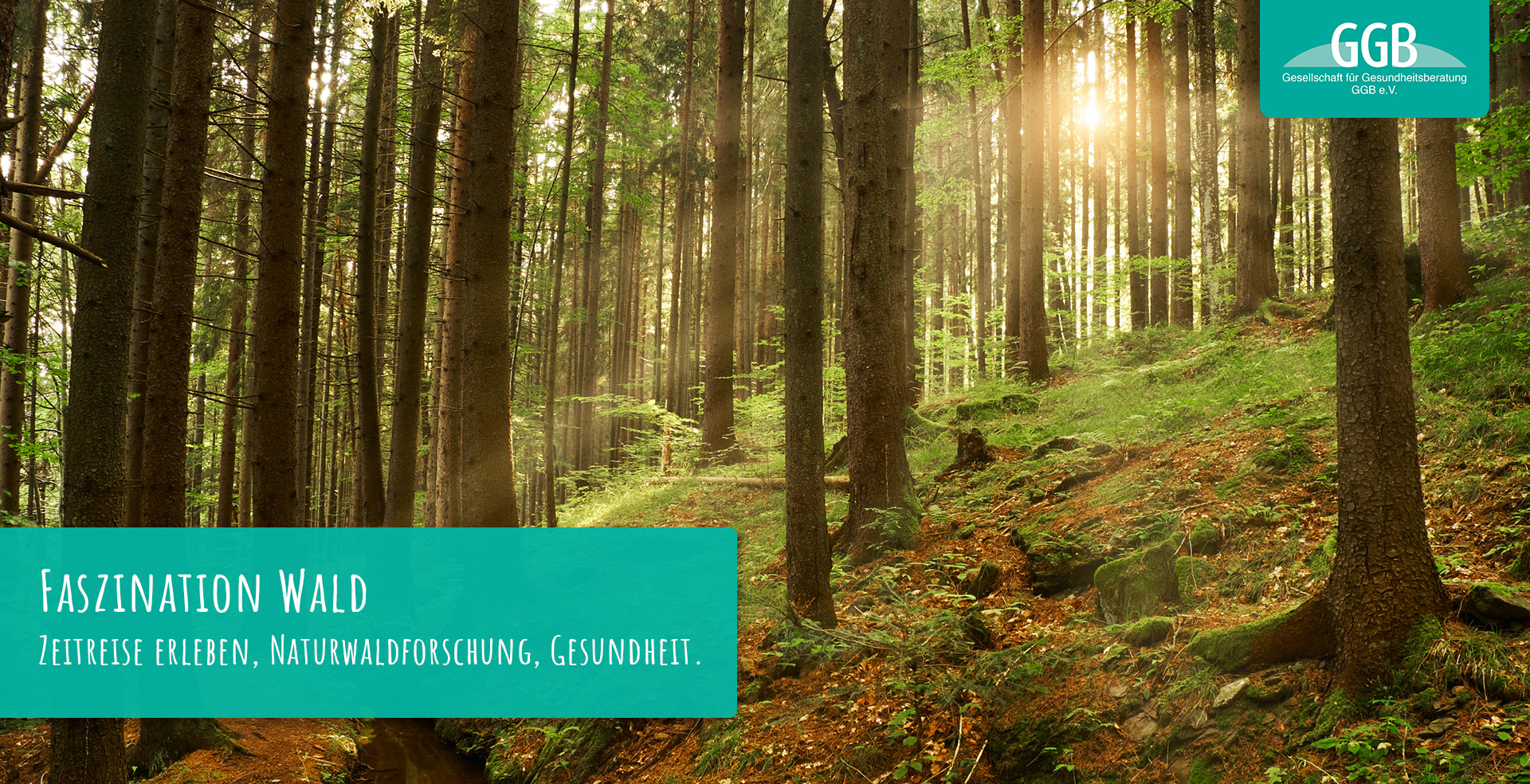 Faszination Wald